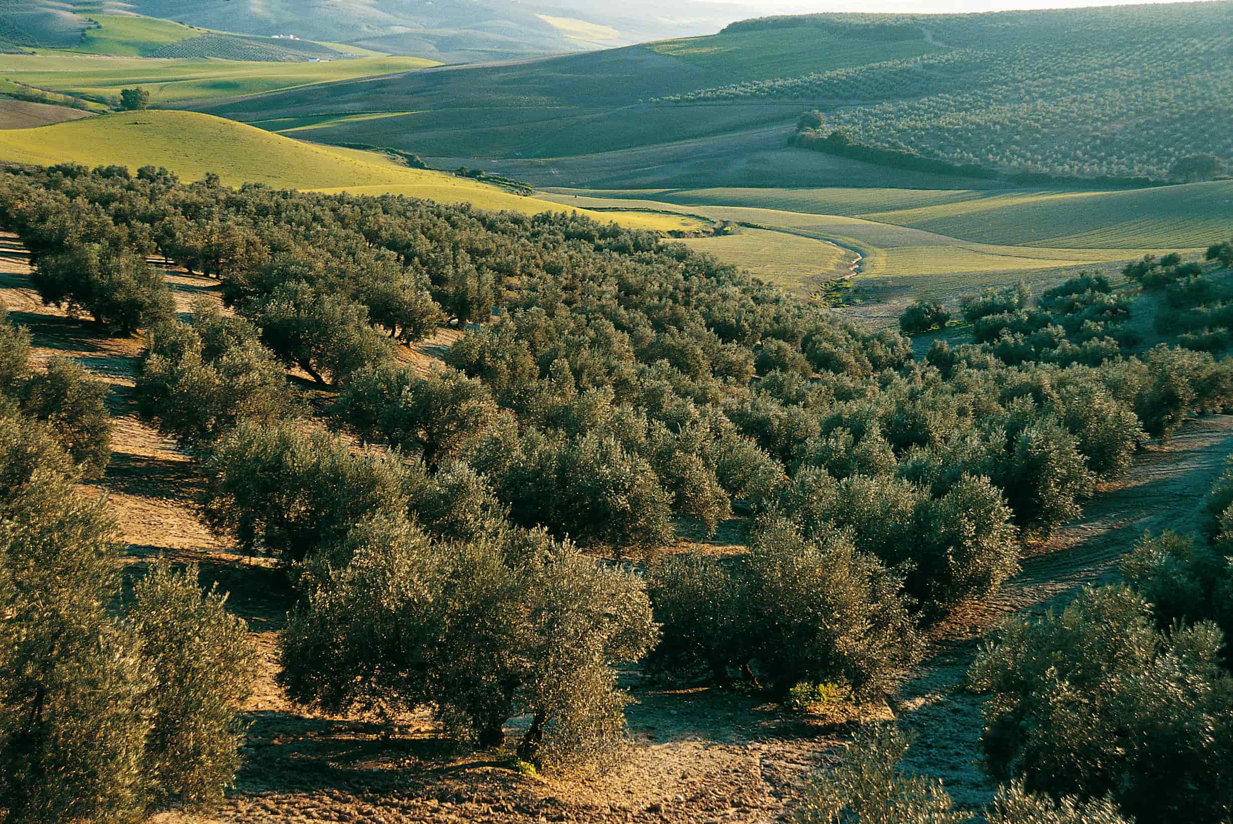 olivares aceites la masia