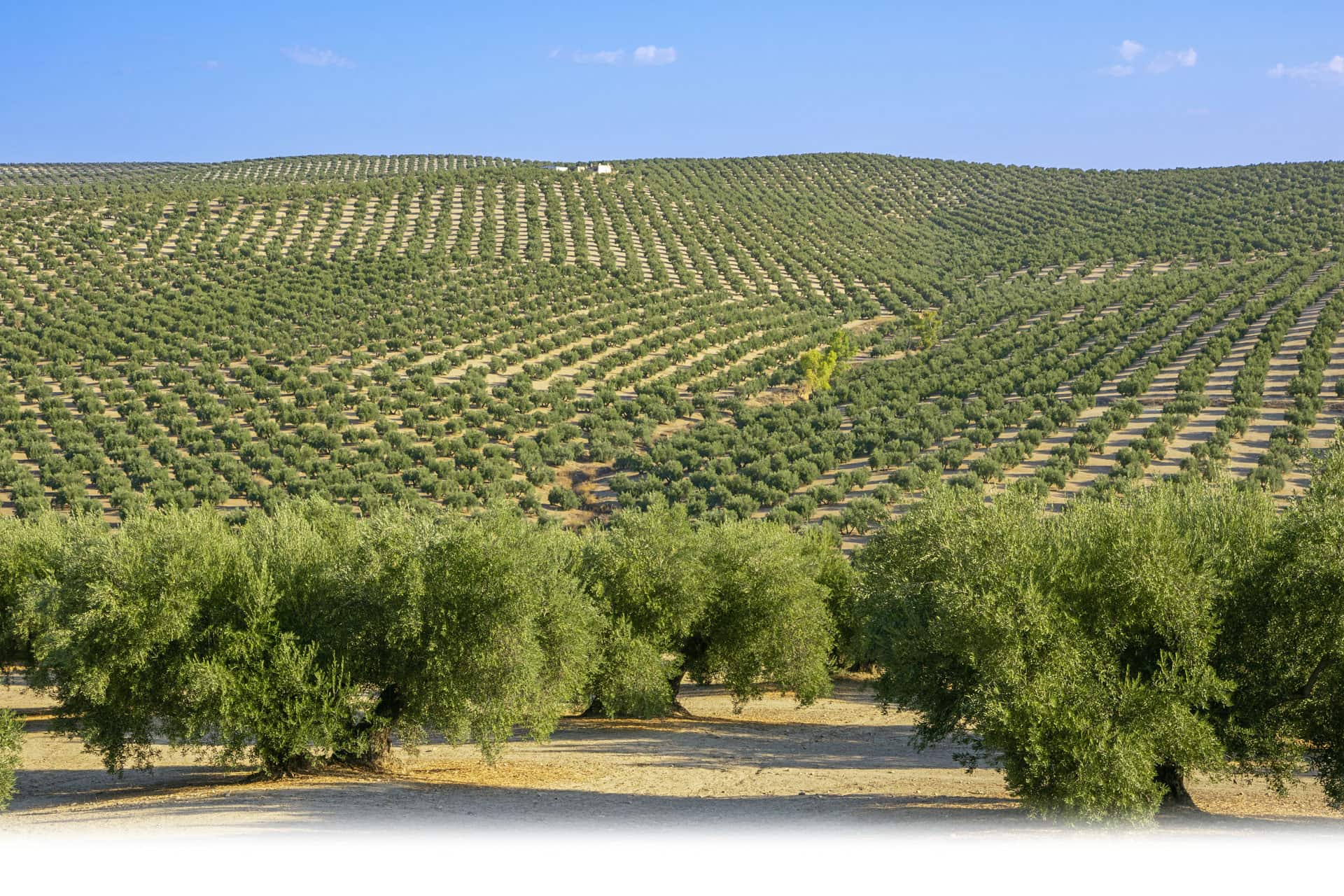 olivar la masía